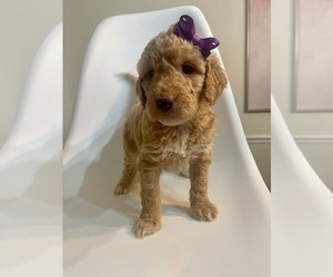 Goldendoodle Puppy for Sale in JENKS, Oklahoma USA