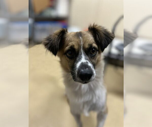 Medium Photo #1 Mutt Puppy For Sale in Chula Vista, CA, USA