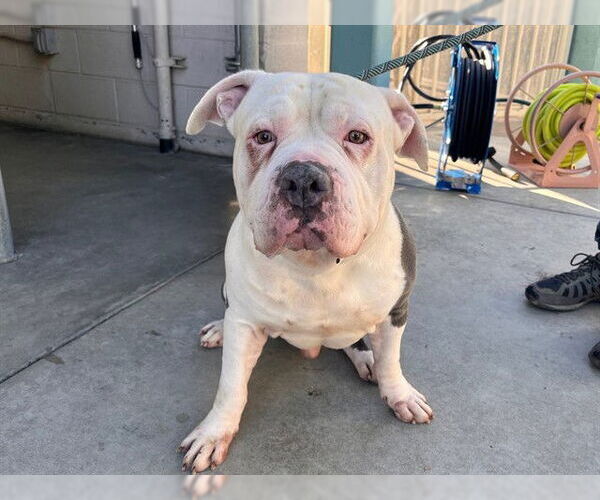 Medium Photo #2 Mutt Puppy For Sale in Corona, CA, USA