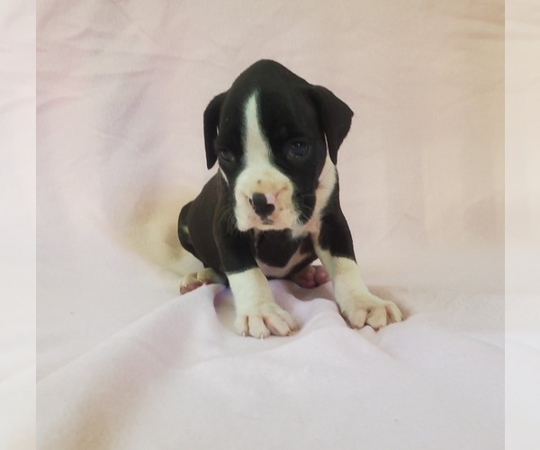 Medium Photo #1 Boxer Puppy For Sale in PINE CITY, MN, USA