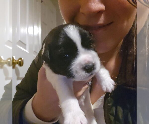 Medium Photo #3 Labrador Retriever-Unknown Mix Puppy For Sale in Garner, NC, USA