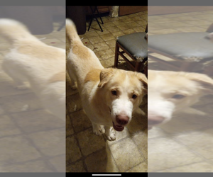 Labrador Retriever-Siberian Husky Mix Puppy for sale in HOLLAND, MI, USA