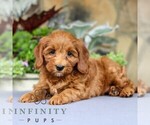 Small #2 Cavapoo