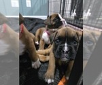 Small #1 Boxer