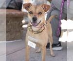 Small #15 Miniature Pinscher Mix