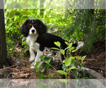 Small Photo #1 Cavalier King Charles Spaniel Puppy For Sale in NINE MILE FALLS, WA, USA