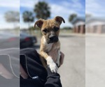 Small #3 Boxer Mix