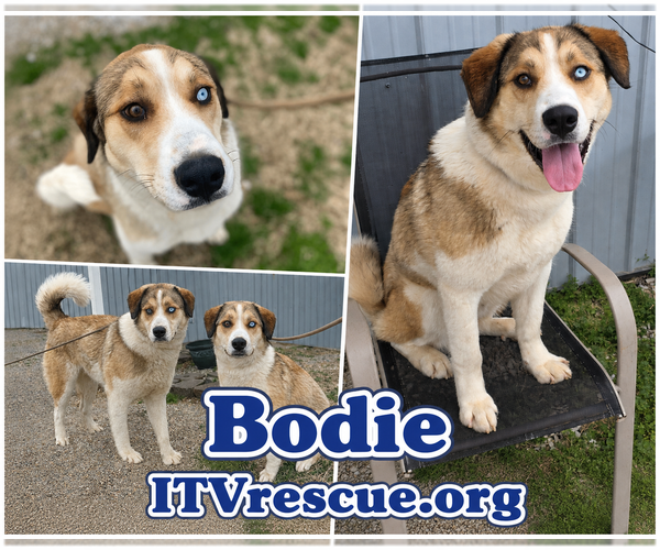 Medium Photo #2 Siberian Husky Puppy For Sale in Evansville, IN, USA