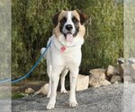 Small Photo #4 Saint Bernard-Unknown Mix Puppy For Sale in San Diego, CA, USA
