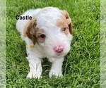Puppy Castle Poodle (Miniature)