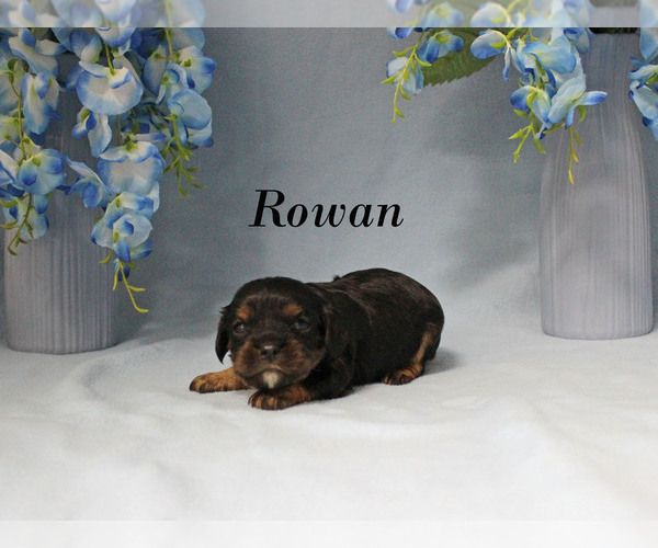 Medium Photo #7 Cavalier King Charles Spaniel Puppy For Sale in CHANUTE, KS, USA