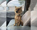 Small #2 Australian Shepherd Mix