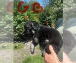 Small #7 German Shepherd Dog