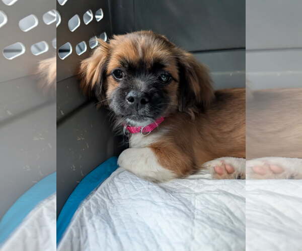 Medium Photo #1 ShiChi Puppy For Sale in Oakhurst, NJ, USA