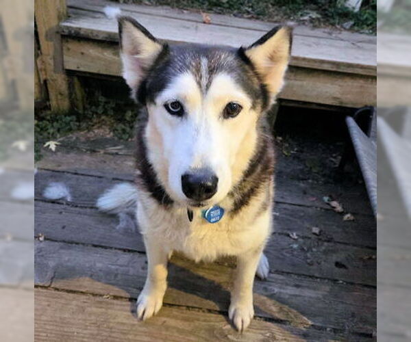 Medium Photo #3 Siberian Husky Puppy For Sale in Omaha, NE, USA