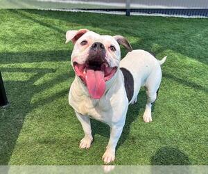 Medium Staffordshire Bull Terrier