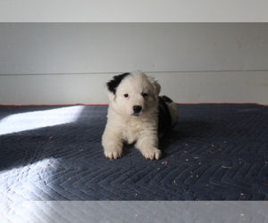 Australian Shepherd Puppy for sale in EVART, MI, USA