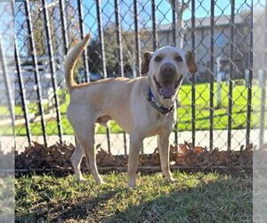 Labrador Retriever-Unknown Mix Dogs for adoption in Riverside, CA, USA