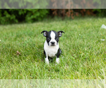 Small #13 Boston Terrier