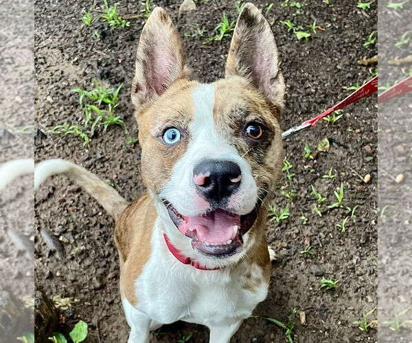 Medium Photo #56 Catahoula Leopard Dog-Unknown Mix Puppy For Sale in Canton, CT, USA