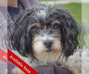 Zuchon Dogs for adoption in Huntley, IL, USA