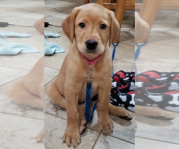 Medium Photo #3 Labrador Retriever Puppy For Sale in OLYMPIA, WA, USA