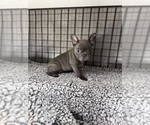 Small #3 French Bulldog