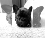 Small Photo #2 French Bulldog Puppy For Sale in BETTENDORF, IA, USA