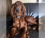 Small #9 Irish Setter