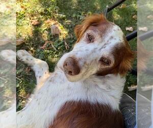 NY/Jake - Male Brittany Dog for Adoption - Photo #2
