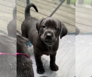 Golden Labrador Dogs for adoption in Aurora, IN, USA