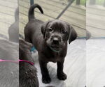Small Golden Labrador