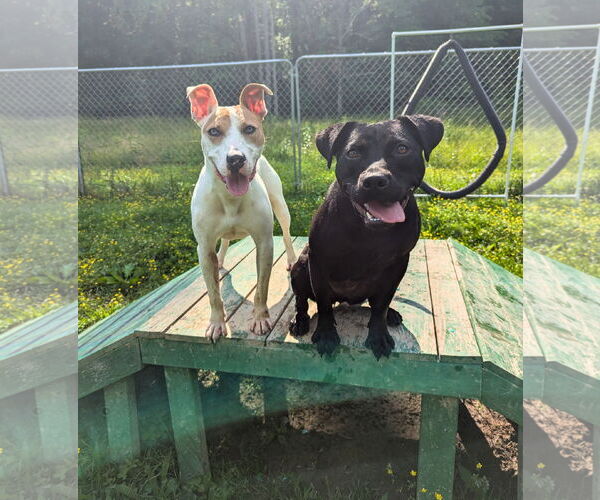 Medium Photo #6 Parson Russell Terrier-Unknown Mix Puppy For Sale in Calhoun, GA, USA