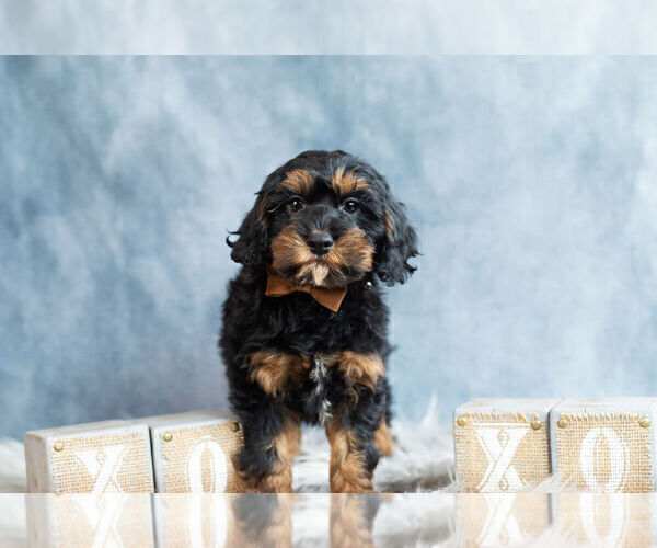 Medium Photo #4 Cockapoo Puppy For Sale in WARSAW, IN, USA