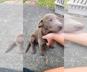 Labrador Retriever Puppy for Sale in SPRING, Texas USA