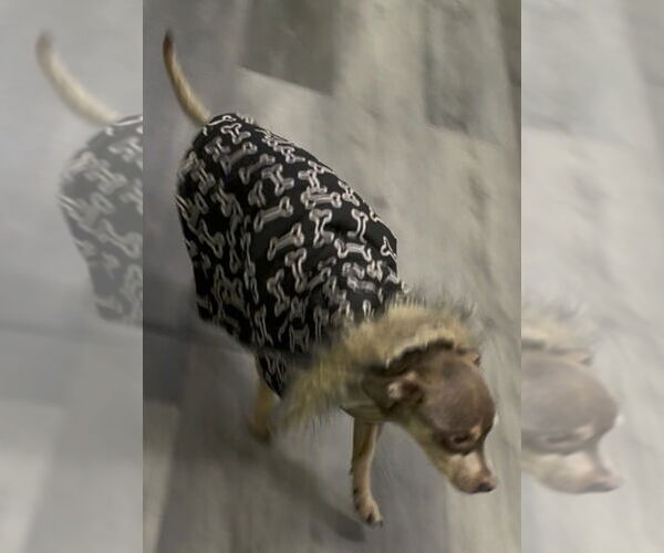 Medium Photo #14 Chihuahua-Unknown Mix Puppy For Sale in Sanford, FL, USA