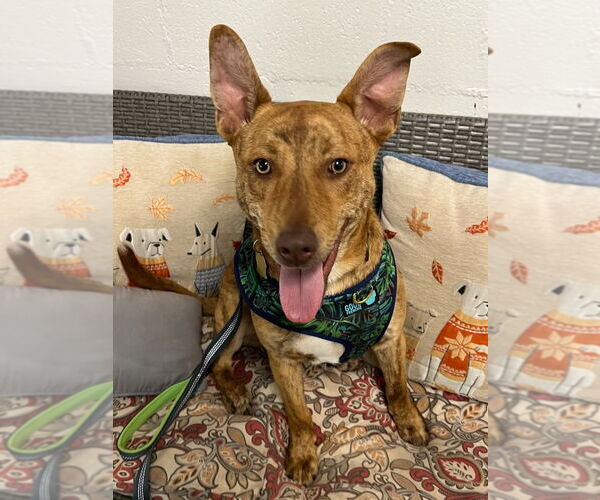 Medium Photo #31 Mutt Puppy For Sale in Ellijay, GA, USA