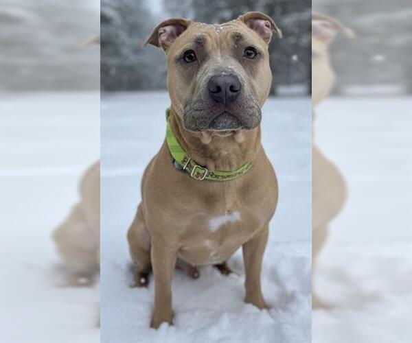 Medium Photo #1 Mutt Puppy For Sale in Akron, OH, USA