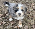 Small #4 Bernedoodle (Miniature)