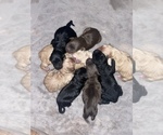 Small Photo #2 Goldendoodle Puppy For Sale in SURPRISE, AZ, USA