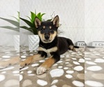 Small #1 Shiba Inu