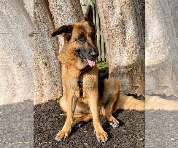 Medium Photo #1 German Shepherd Dog Puppy For Sale in Plantation, FL, USA
