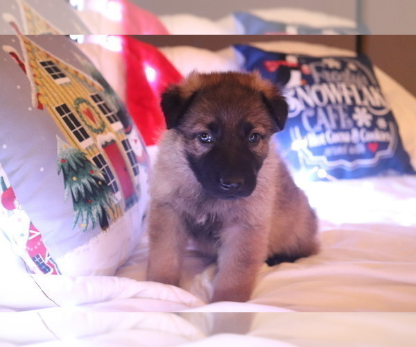 Medium Photo #2 German Shepherd Dog Puppy For Sale in MONTREAL, MO, USA