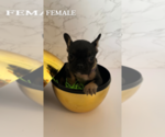 Small Photo #5 French Bulldog Puppy For Sale in FAIRFIELD, CA, USA
