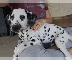 Dalmatian Puppy for sale in MESA, AZ, USA