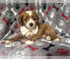 Cavapoo Puppy for sale in LAKELAND, FL, USA