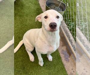 Labrador Retriever-Unknown Mix Dogs for adoption in Rowlett, TX, USA
