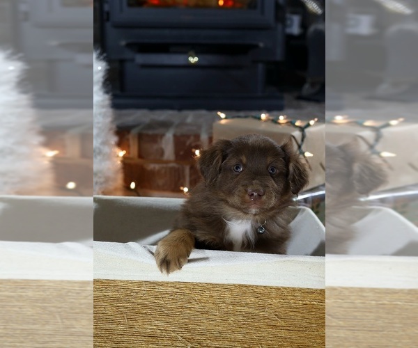 Medium Photo #4 Miniature American Shepherd Puppy For Sale in DAWSON, GA, USA