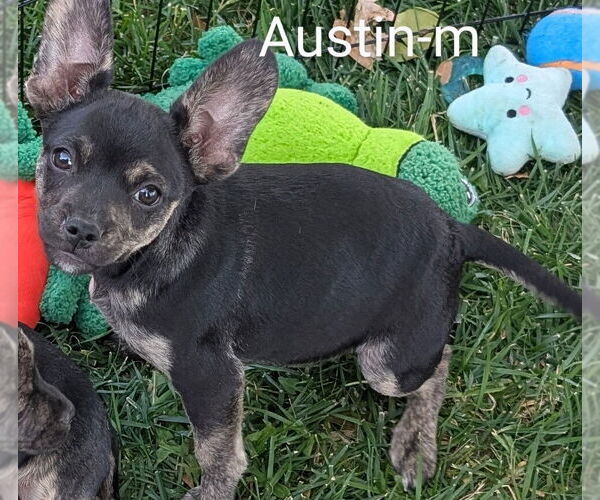 Medium Photo #3 Chihuahua-Rhodesian Ridgeback Mix Puppy For Sale in San Bernardino, CA, USA