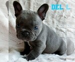 Puppy Del French Bulldog
